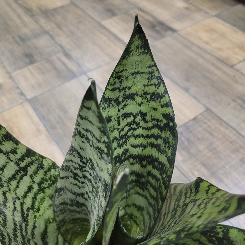 Сансевиерия Блэк Корал