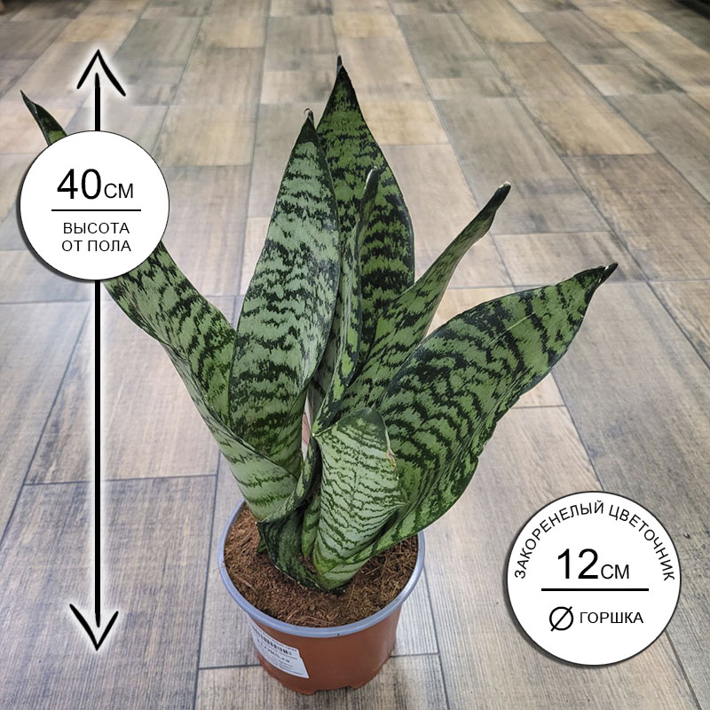 Сансевиерия Блэк Корал