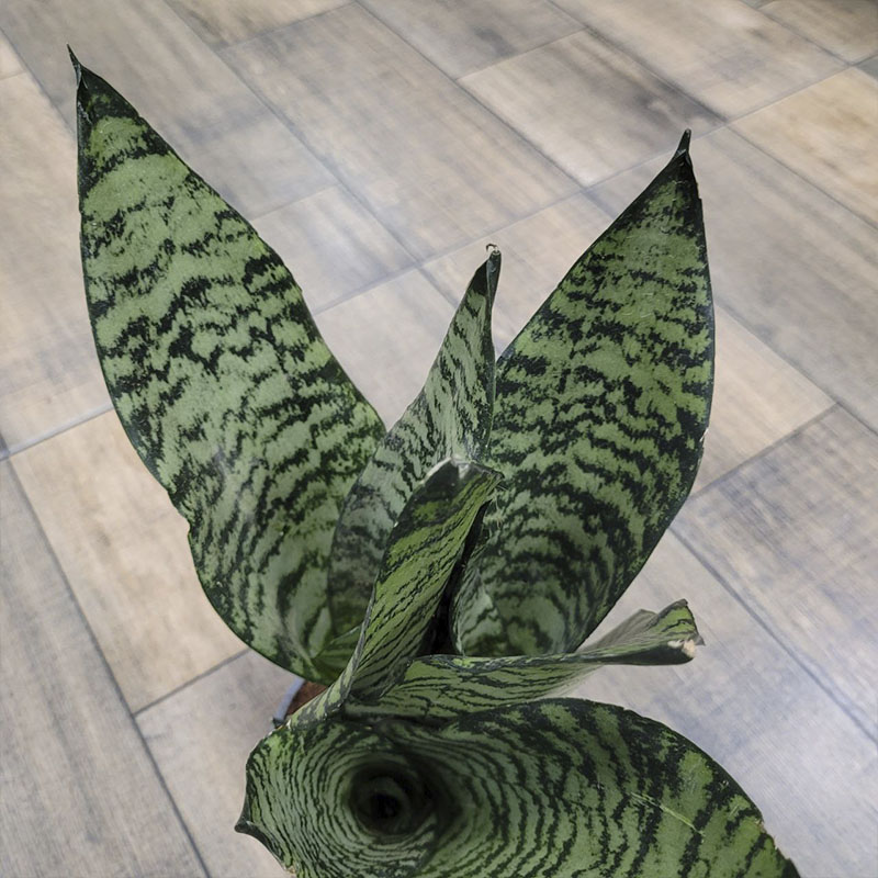 Сансевиерия Блэк Корал