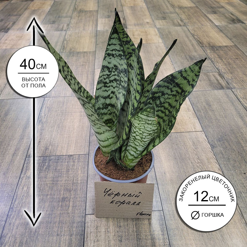 Сансевиерия Блэк Корал