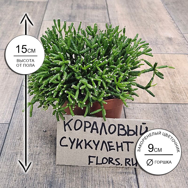 Суккулент Хатиора