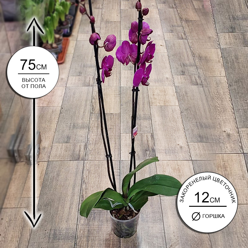 Орхидея Фаленопсис Атлантис 2ств.