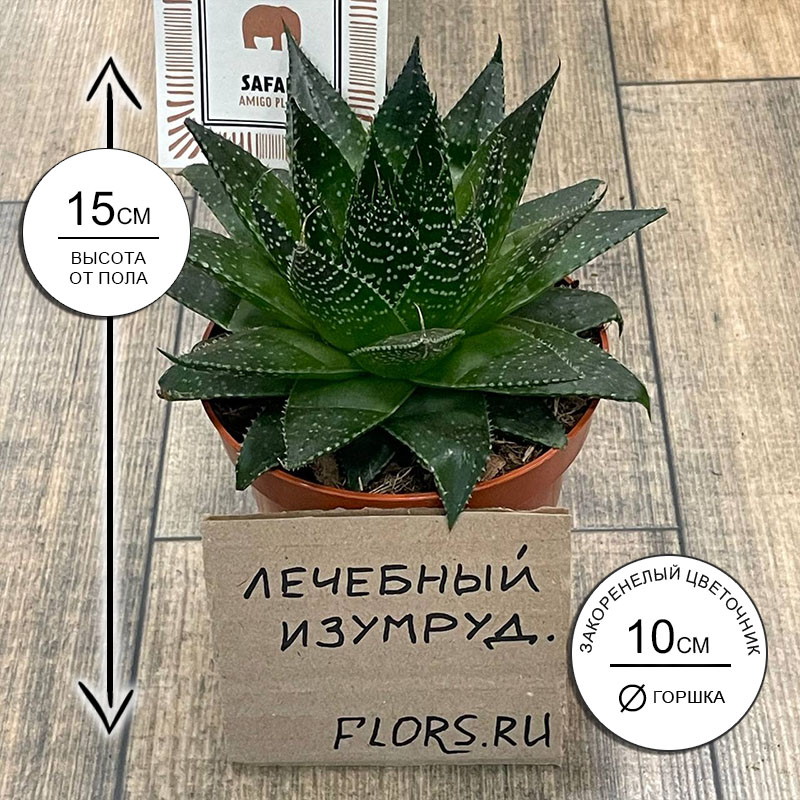 Суккулент Алоэ Космо
