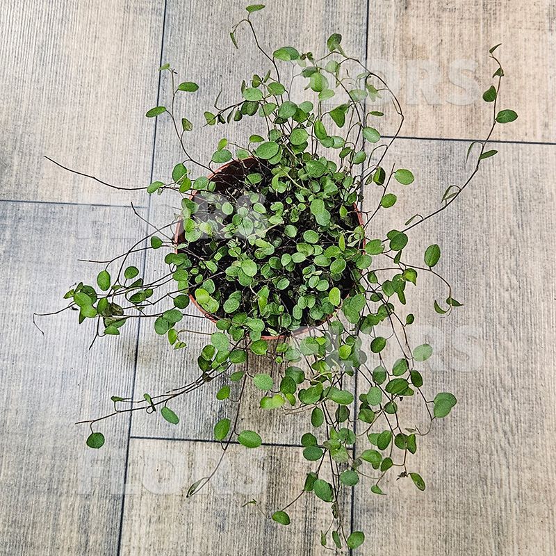 Мюленбекия спутанная Маори