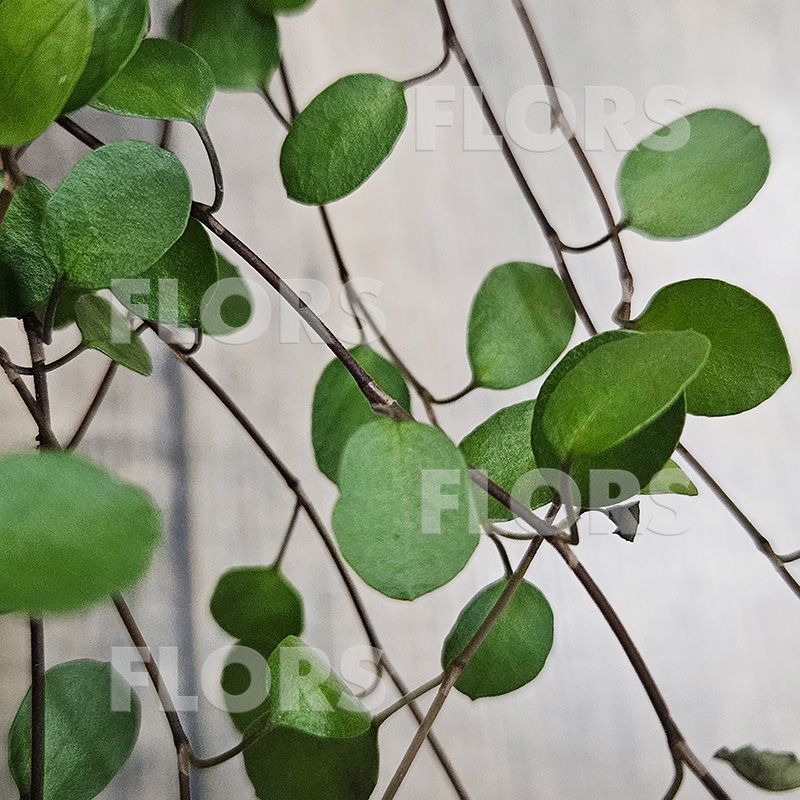 Мюленбекия спутанная Маори