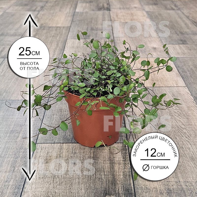 Мюленбекия спутанная Маори