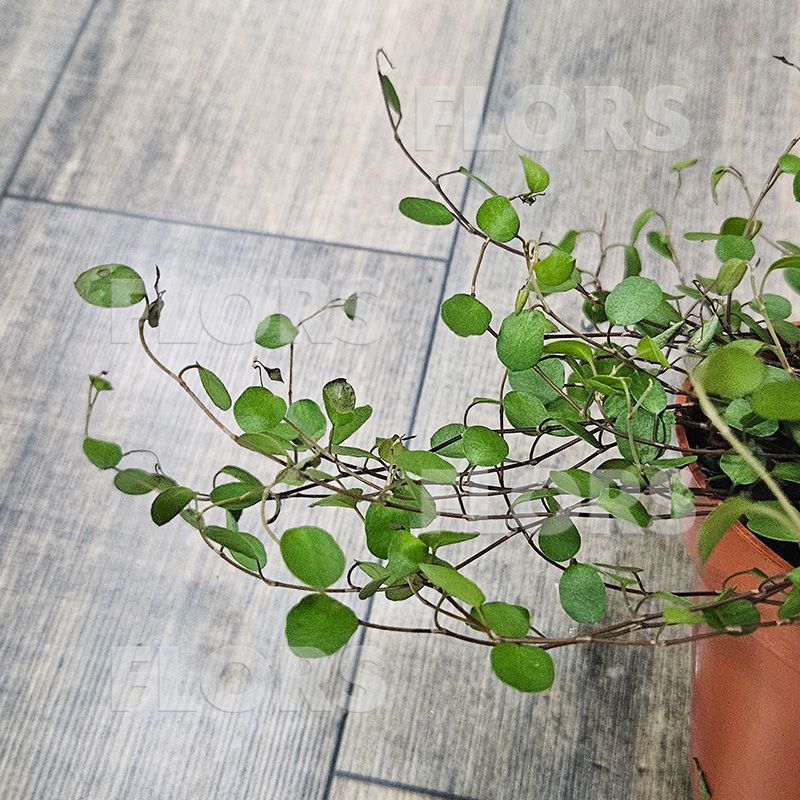 Мюленбекия спутанная Маори