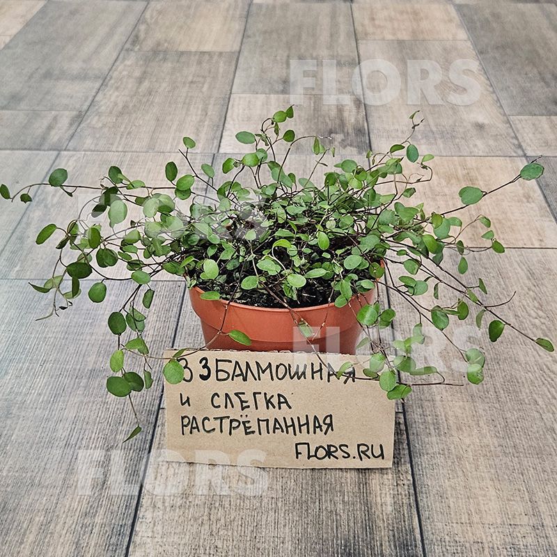 Мюленбекия спутанная Маори