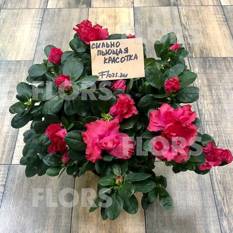 Азалия Нордлайт