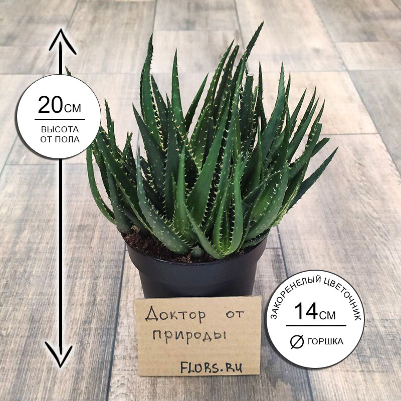 Суккулент Алоэ Арборесценс