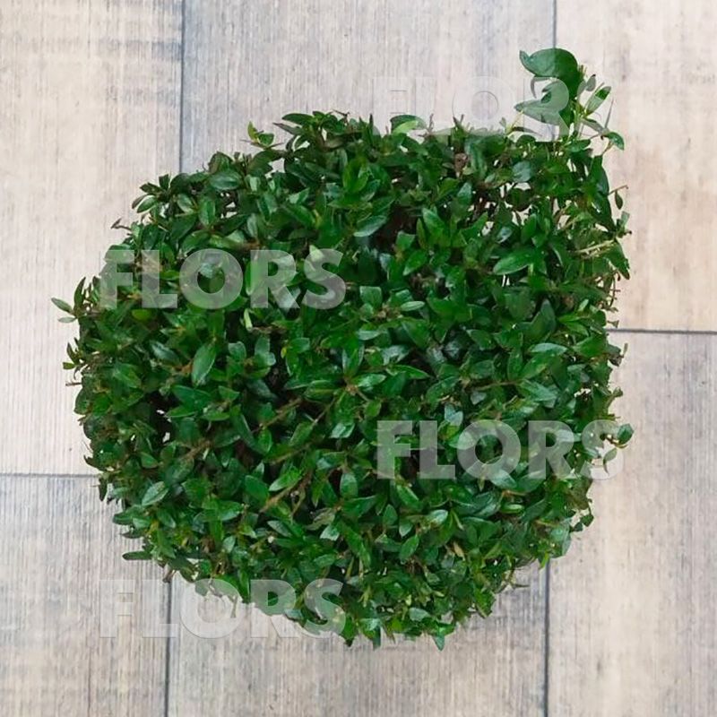 Мирт на штамбе