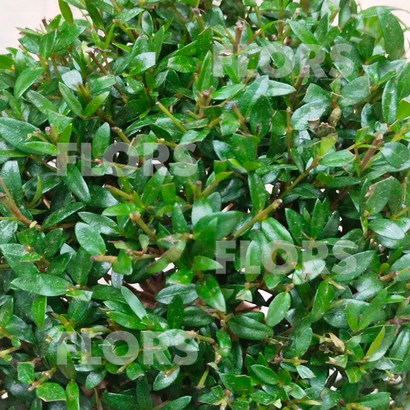 Мирт на штамбе