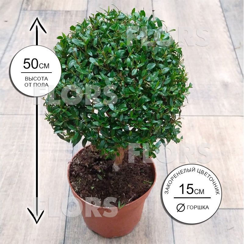 Мирт на штамбе