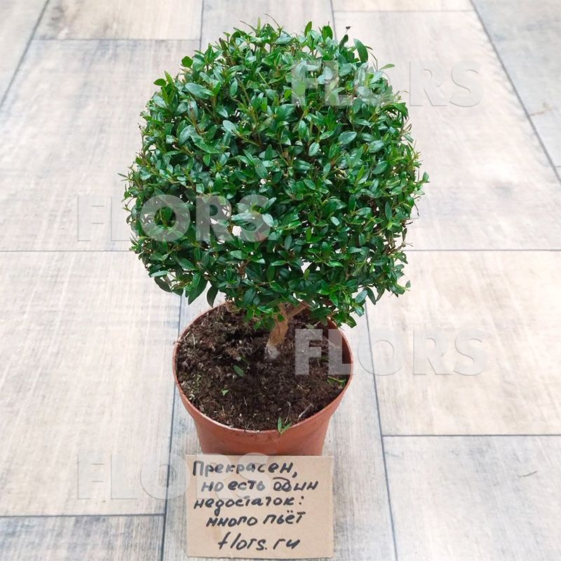 Мирт на штамбе