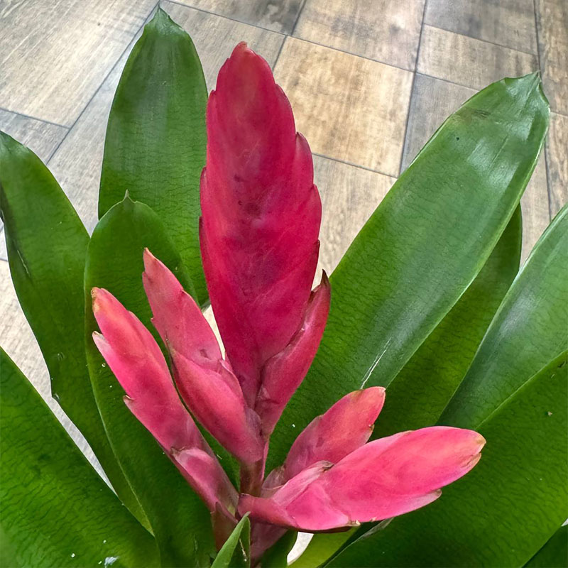 Вриезия Интенсо розовая