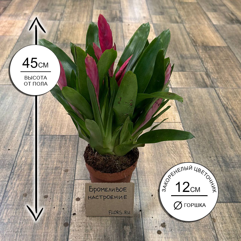 Вриезия Интенсо розовая