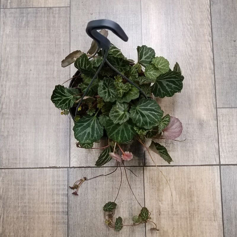 Камнеломка