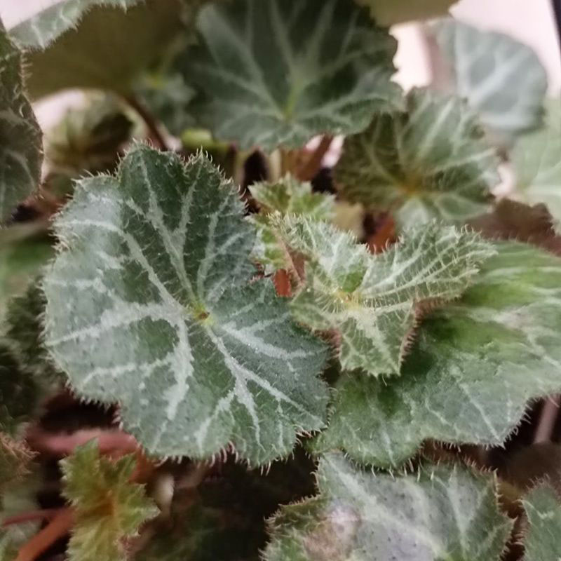 Камнеломка