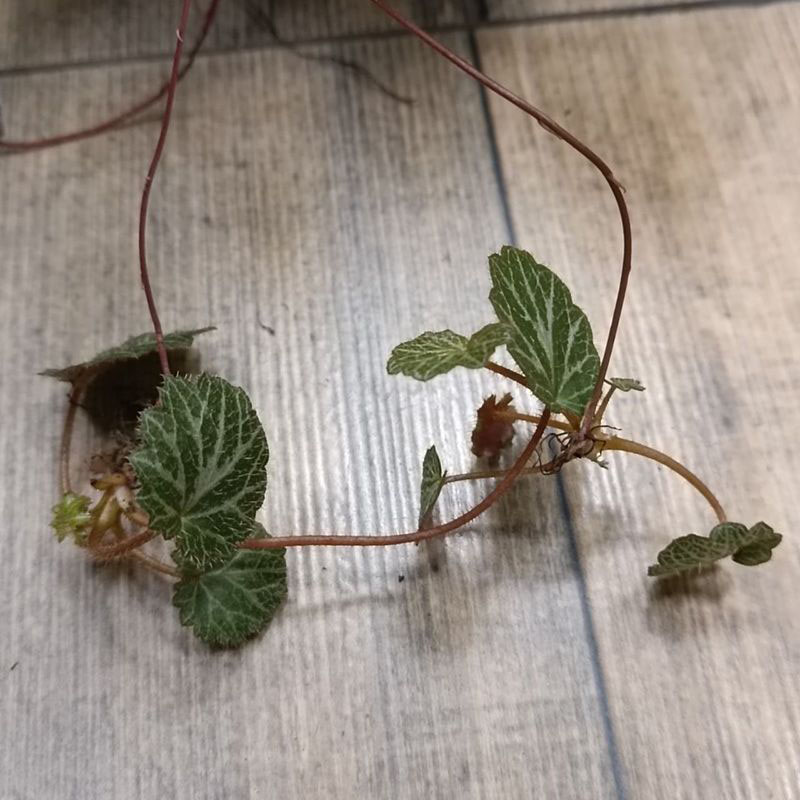 Камнеломка