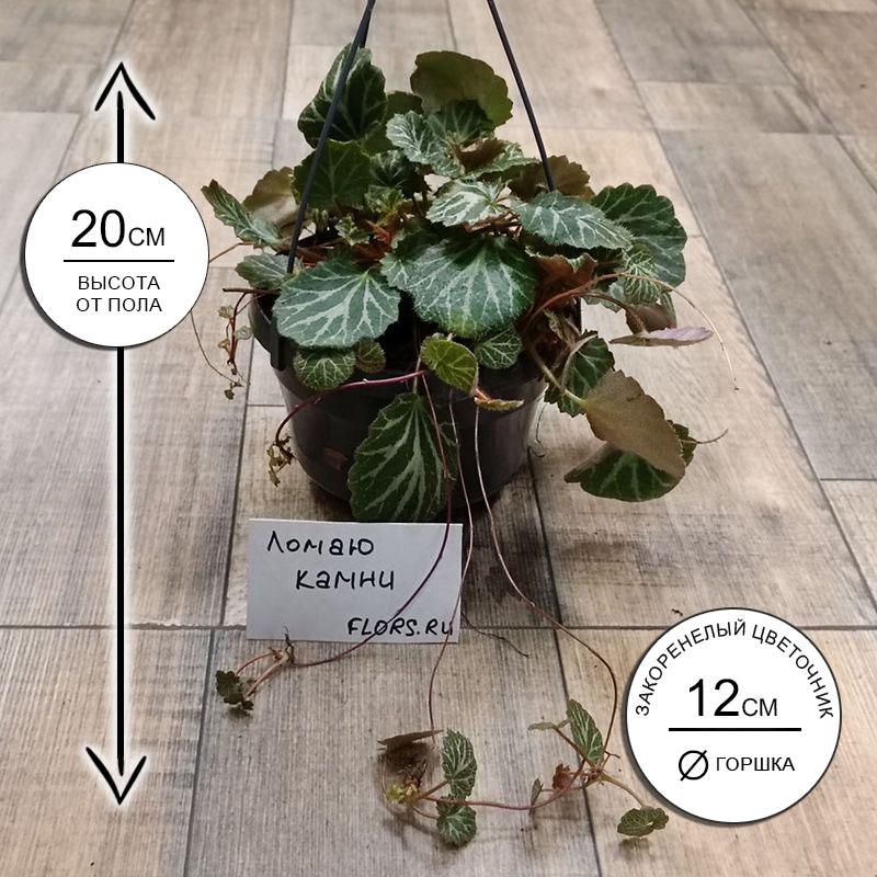 Камнеломка