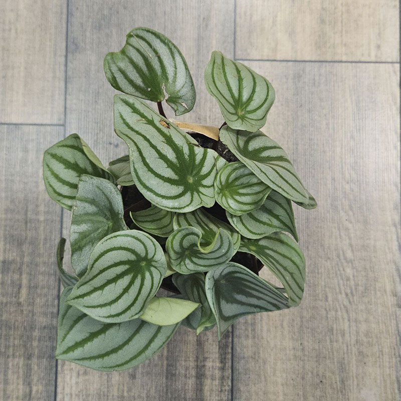 Пеперомия Аргирея