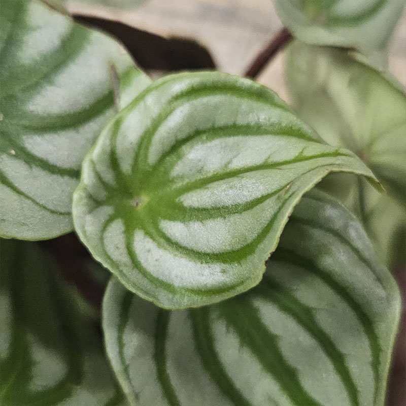 Пеперомия Аргирея