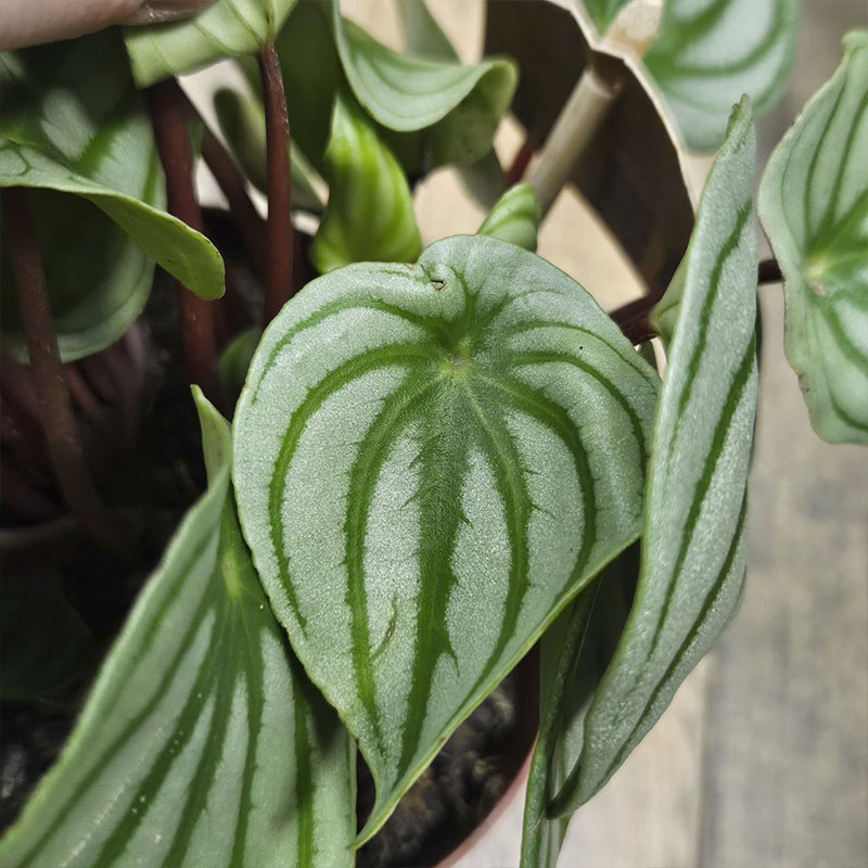 Пеперомия Аргирея