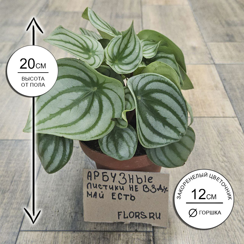 Пеперомия Аргирея