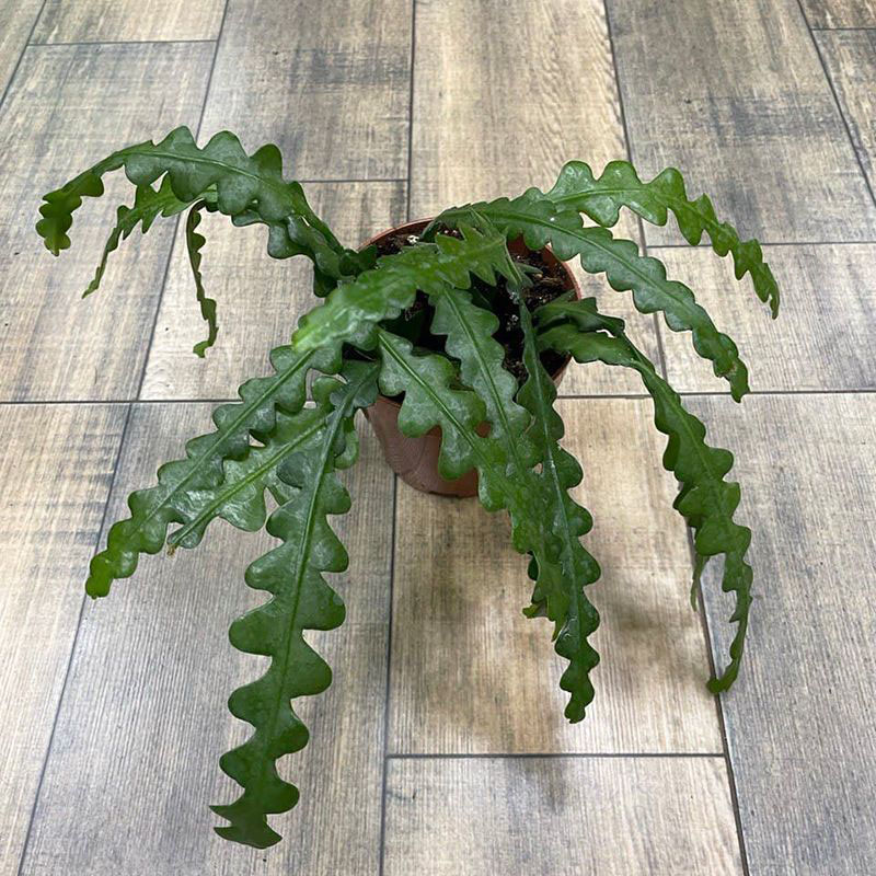 Эпифиллум угловатый