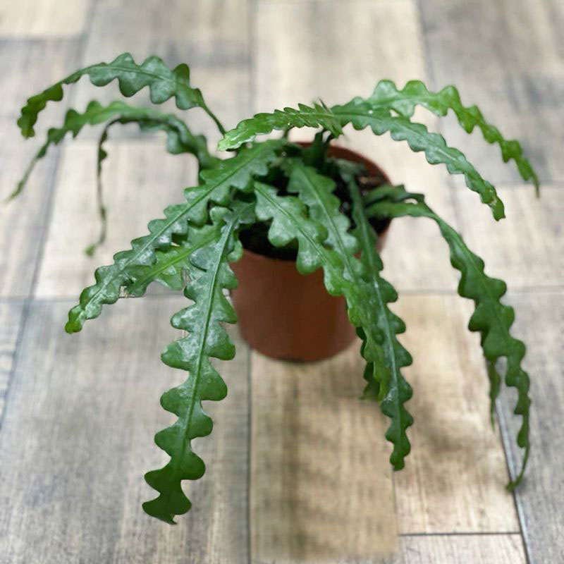 Эпифиллум угловатый