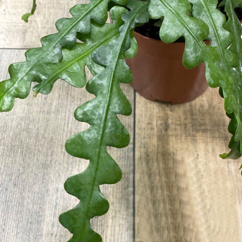 Эпифиллум угловатый