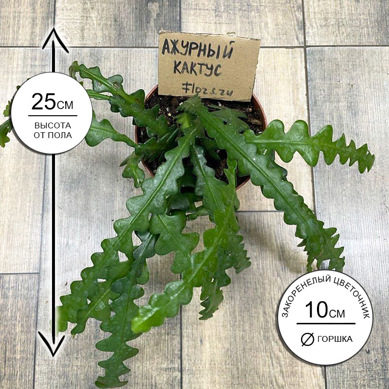 Эпифиллум угловатый