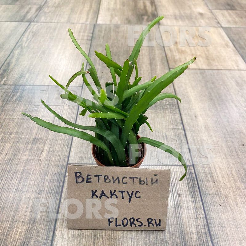 Леписмиум боливийский