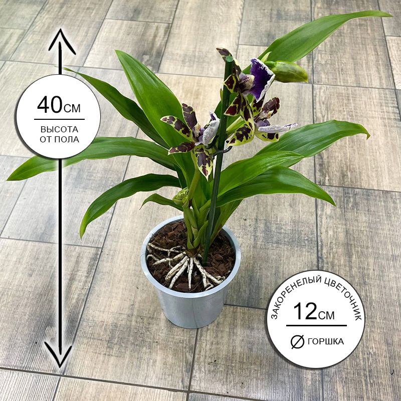 Орхидея Зигопеталум Трози Блю