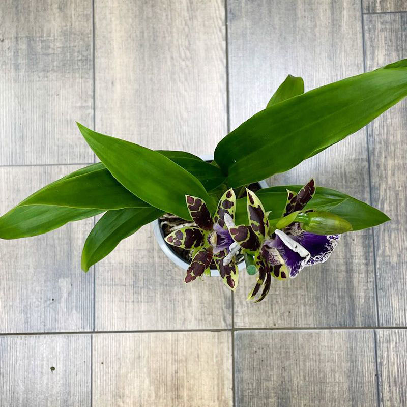 Орхидея Зигопеталум Трози Блю