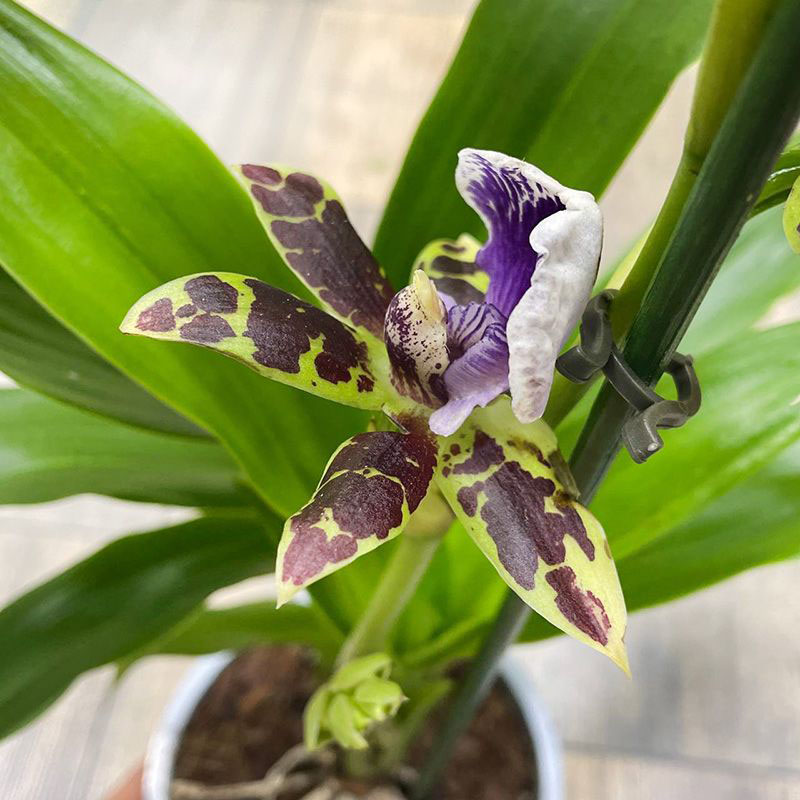 Орхидея Зигопеталум Трози Блю