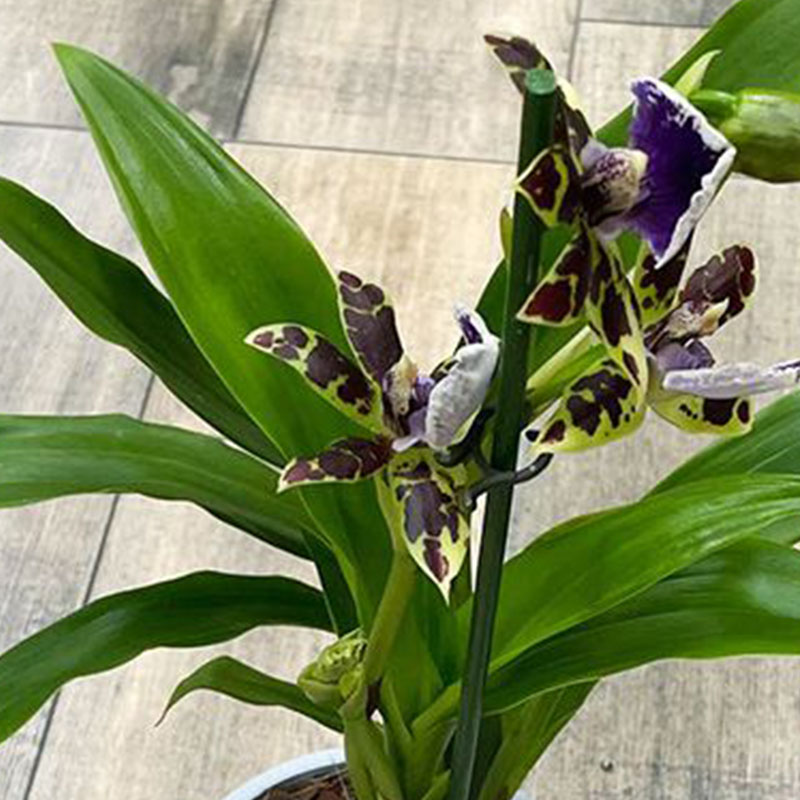 Орхидея Зигопеталум Трози Блю