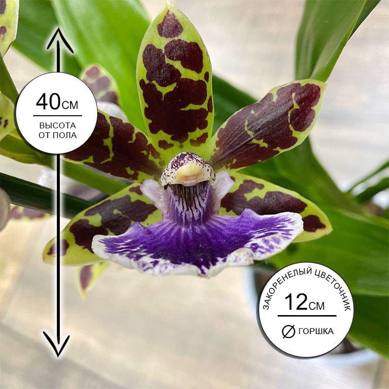 Орхидея Зигопеталум Трози Блю