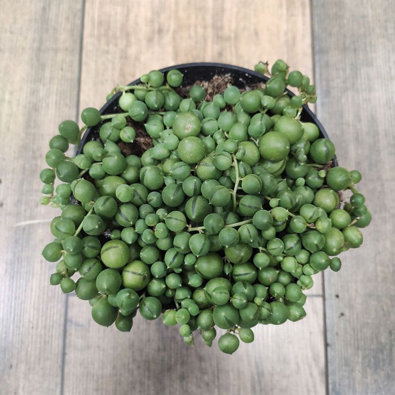 Суккулент Сенецио (крестовник) Роули