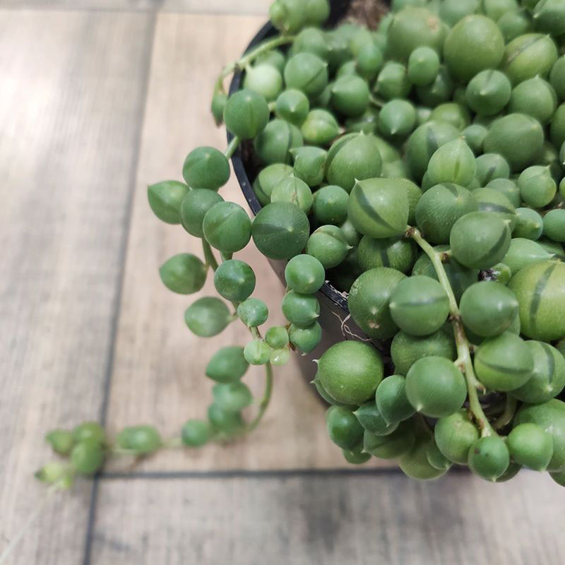 Суккулент Сенецио (крестовник) Роули