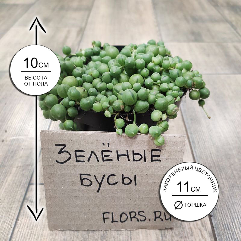 Суккулент Сенецио (крестовник) Роули