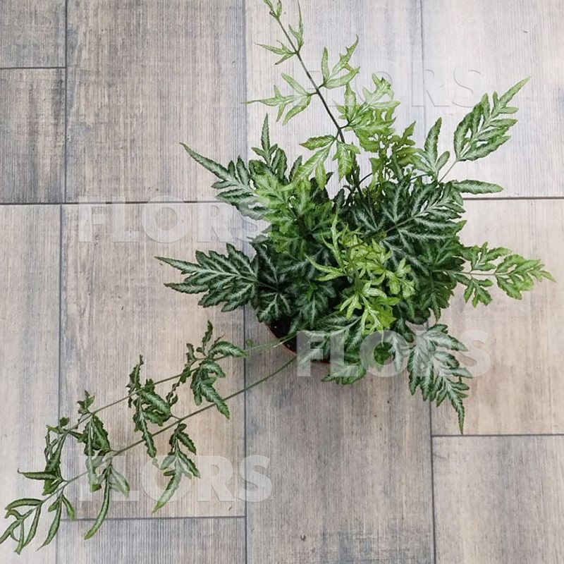 Папоротник Птерис Эверджеменсис