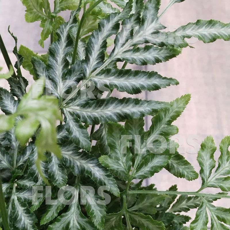 Папоротник Птерис Эверджеменсис