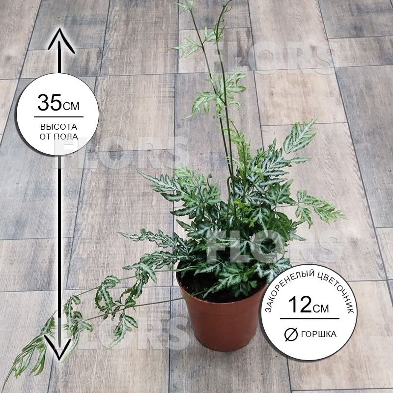 Папоротник Птерис Эверджеменсис