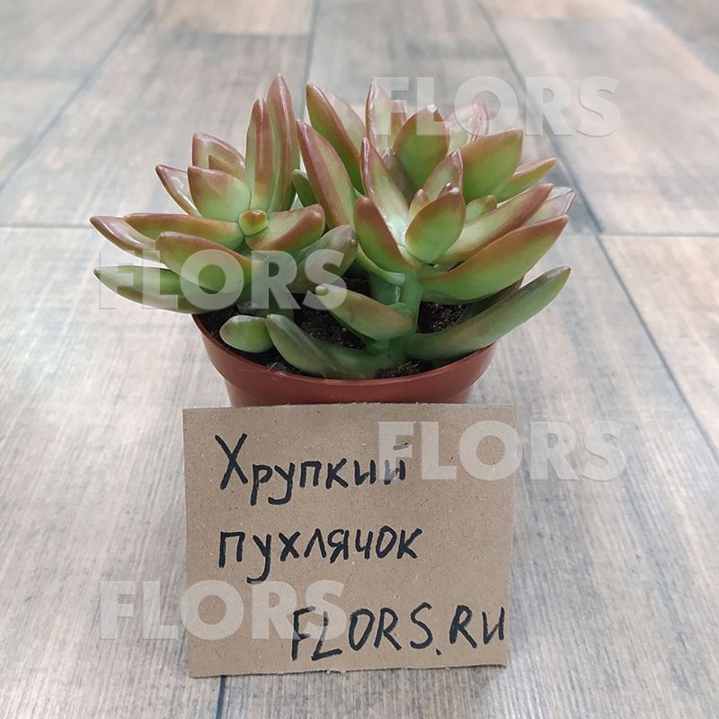 Суккулент Седум Адольфа
