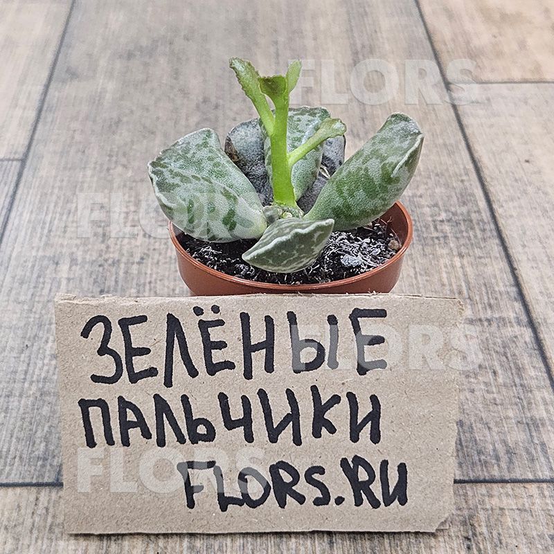 Суккулент Адромискус Купера