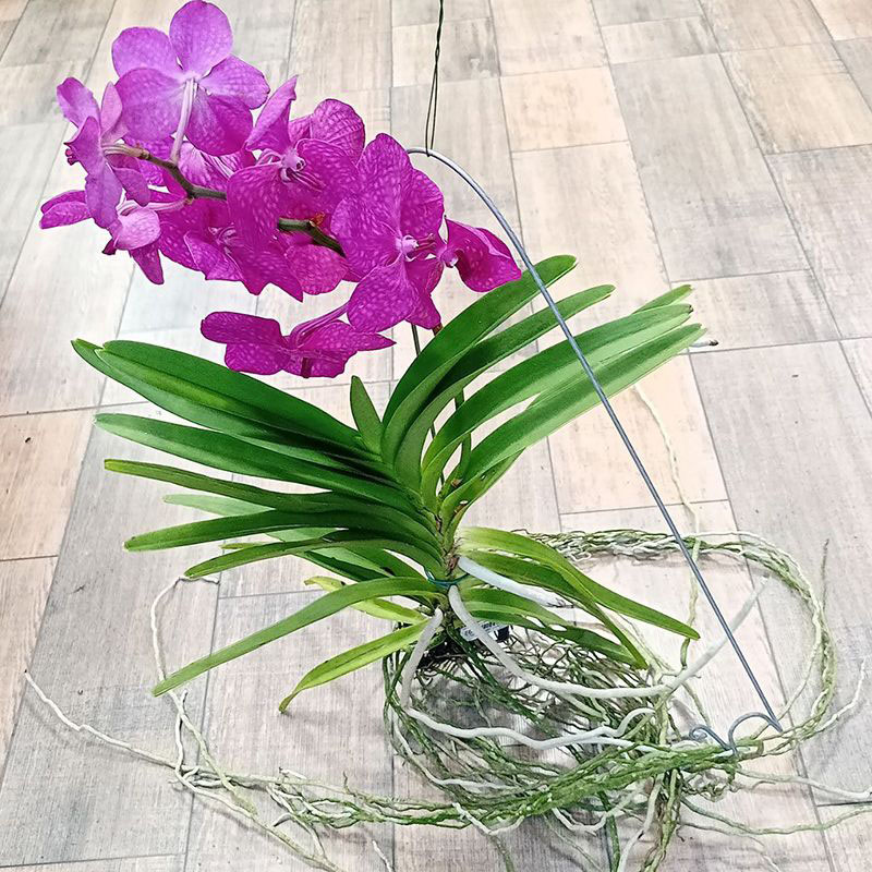 Орхидея Ванда Кристал Пинк