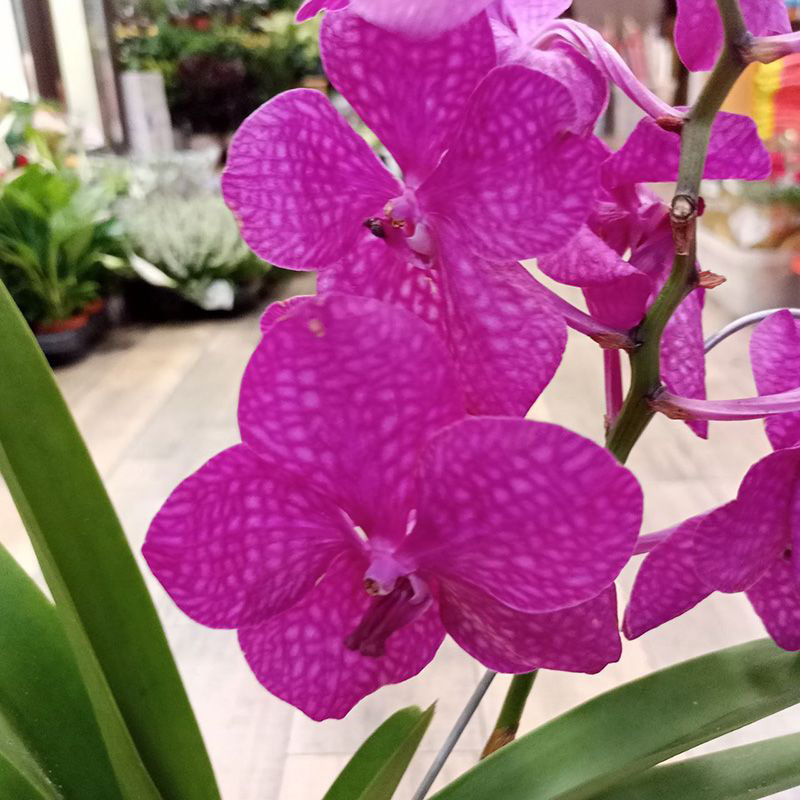 Орхидея Ванда Кристал Пинк