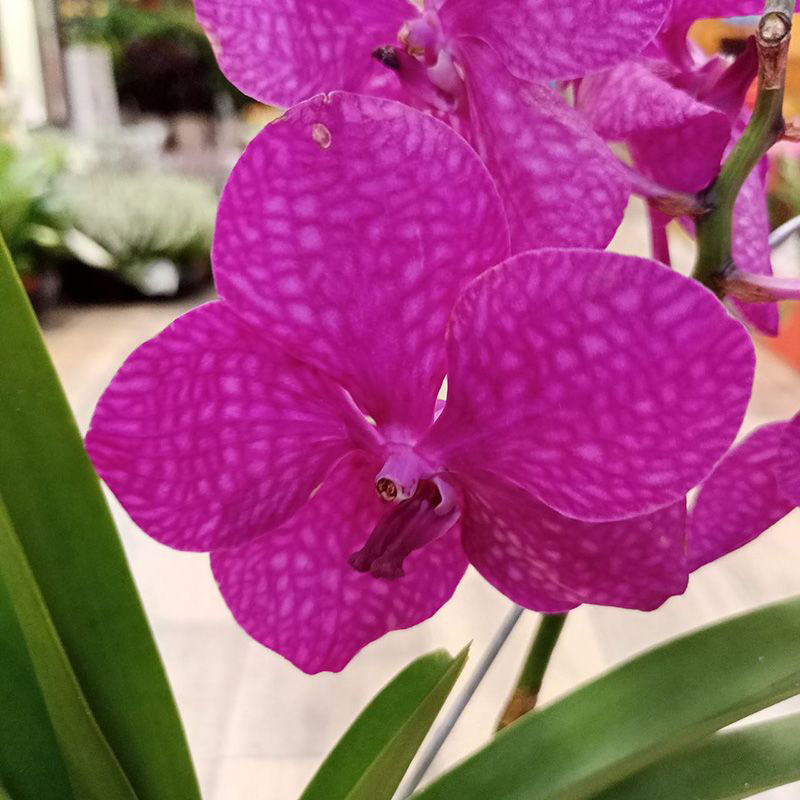 Орхидея Ванда Кристал Пинк