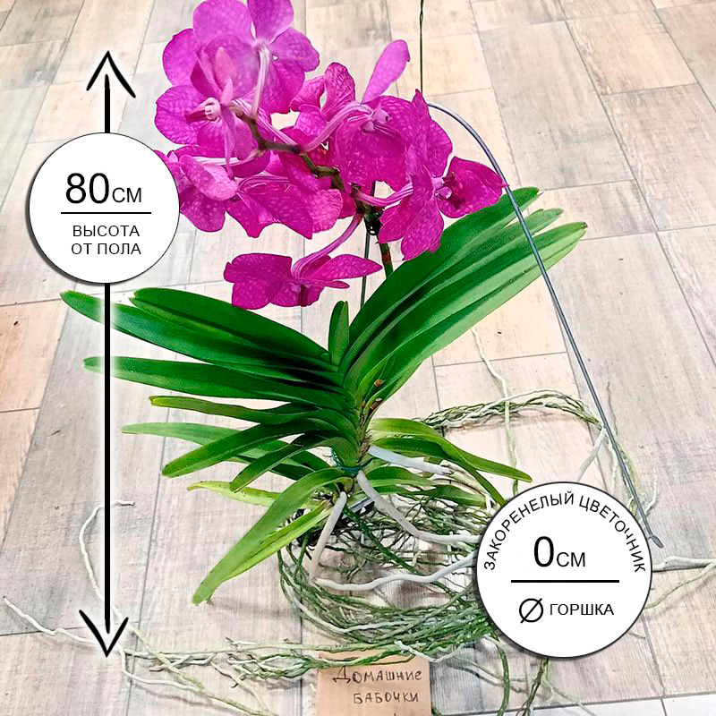 Орхидея Ванда Кристал Пинк